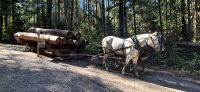 68 Pferdeschlitten für den Holztransport &ndash; &copy; Susanne Schirmann (Eberhardt TRAVEL)