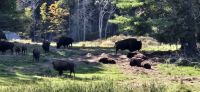 99 Bisons &ndash; &copy; Susanne Schirmann (Eberhardt TRAVEL)