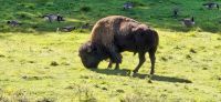 100 Bison &ndash; &copy; Susanne Schirmann (Eberhardt TRAVEL)