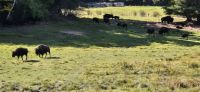 101 BIsons &ndash; &copy; Susanne Schirmann (Eberhardt TRAVEL)