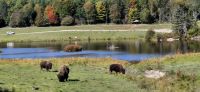 102  BIsons &ndash; &copy; Susanne Schirmann (Eberhardt TRAVEL)
