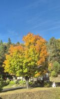 104 Indian Summer