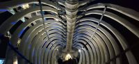 141 Walskelett &ndash; &copy; Susanne Schirmann (Eberhardt TRAVEL)