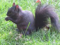 Eichhörnchen in Toronto &ndash; &copy; Annette Zocher (Eberhardt TRAVEL)