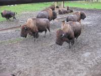 Omega Wildpark &ndash; &copy; Annette Zocher (Eberhardt TRAVEL)