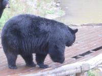 Omega Wildpark &ndash; &copy; Annette Zocher (Eberhardt TRAVEL)