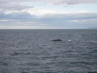 Ein Wal! &ndash; &copy; Annette Zocher (Eberhardt TRAVEL)