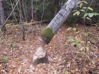 Baum &ndash; &copy; Annette Zocher (Eberhardt TRAVEL)