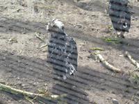 St. Marie Among The Hurons - Ein Huhn &ndash; &copy; Nicole Niendorf (Eberhardt TRAVEL)
