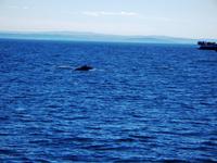 Da... ein Wal! &ndash; &copy; Nicole Kunath (Eberhardt TRAVEL)