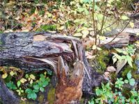 Eine Wurzel mal anders &ndash; &copy; Nicole Kunath (Eberhardt TRAVEL)