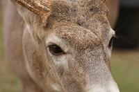 Im Omega-Wildpark &ndash; &copy; Lars Dittrich (Eberhardt TRAVEL)