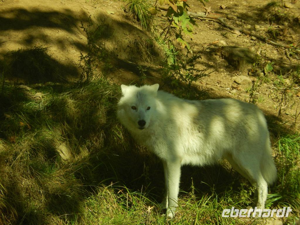 Kanadischer Wolf &ndash; &copy; Enrico Lindner-Ehrenreich (Eberhardt TRAVEL)