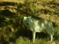 Kanadischer Wolf &ndash; &copy; Enrico Lindner-Ehrenreich (Eberhardt TRAVEL)