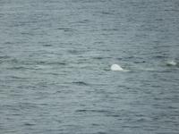 Beluga Wale &ndash; &copy; Enrico Lindner-Ehrenreich (Eberhardt TRAVEL)