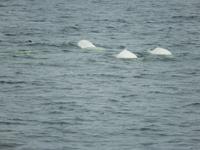 Beluga Wale &ndash; &copy; Enrico Lindner-Ehrenreich (Eberhardt TRAVEL)