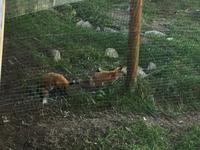 208 Omega Wildpark &ndash; &copy; Patrick Fritzsche (Eberhardt TRAVEL)