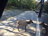 210 Omega Wildpark