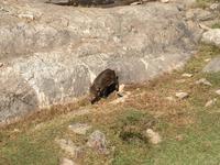 247 Omega Wildpark &ndash; &copy; Patrick Fritzsche (Eberhardt TRAVEL)