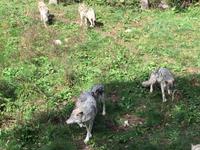 260 Omega Wildpark &ndash; &copy; Patrick Fritzsche (Eberhardt TRAVEL)