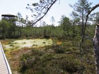 Im Hochmoor Viru raba des Lahemaa-Nationalpark