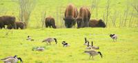 Büffel im Omega Park &ndash; &copy; Susanne Schirmann (Eberhardt TRAVEL)