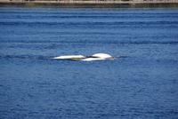 3 Beluga Wale &ndash; &copy; Susanne Schirmann (Eberhardt TRAVEL)