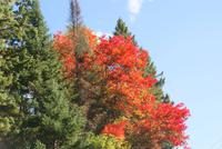 Herbststimmung am Algonquin River &ndash; &copy; Susanne Schirmann (Eberhardt TRAVEL)
