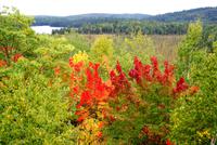 Aussicht im Algonquin Park &ndash; &copy; Susanne Schirmann (Eberhardt TRAVEL)