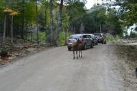 Parc Oméga &ndash; &copy; Andreas Wolfsteller (Eberhardt TRAVEL)