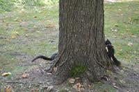Squirrels &ndash; &copy; Andreas Wolfsteller (Eberhardt TRAVEL)