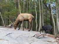 Omega Wildpark Wapiti &ndash; &copy; René Wächtler (Eberhardt TRAVEL)