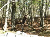 Omega Wildpark Hirsch &ndash; &copy; René Wächtler (Eberhardt TRAVEL)