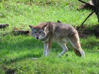Omega Wildpark Kojote &ndash; &copy; René Wächtler (Eberhardt TRAVEL)