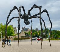 Die Mutterspinne von Ottawa &ndash; &copy; Silvia Buske (Eberhardt TRAVEL)
