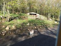 Omega Wildpark &ndash; &copy; Silvia Buske (Eberhardt TRAVEL)