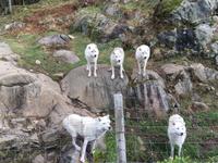 Omega Wildpark &ndash; &copy; Silvia Buske (Eberhardt TRAVEL)
