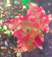 Indian Summer  &ndash; &copy; Silvia Buske (Eberhardt TRAVEL)