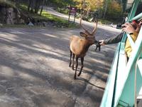 Ost-Kanada zum Indian Summer - Omega-Wildtierpark &ndash; &copy; Franziska Bergmann (Eberhardt TRAVEL)