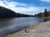 Ost-Kanada zum Indian Summer - Omega-Wildtierpark &ndash; &copy; Franziska Bergmann (Eberhardt TRAVEL)