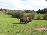 Ost-Kanada zum Indian Summer - Omega-Wildtierpark &ndash; &copy; Franziska Bergmann (Eberhardt TRAVEL)