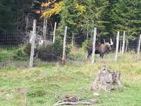 Ost-Kanada zum Indian Summer - Omega-Wildtierpark &ndash; &copy; Franziska Bergmann (Eberhardt TRAVEL)