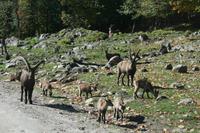 Im Omega Wildpark &ndash; &copy; Isabel Braksiek (Eberhardt TRAVEL)