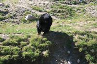 Schwarzbären im Omega Wildpark &ndash; &copy; Isabel Braksiek (Eberhardt TRAVEL)