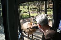 Im Omega Wildpark &ndash; &copy; Isabel Braksiek (Eberhardt TRAVEL)
