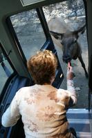 Im Omega Wildpark &ndash; &copy; Isabel Braksiek (Eberhardt TRAVEL)
