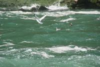 Niagara Fälle (5) &ndash; &copy; Susanne Schirmann (Eberhardt TRAVEL)