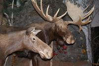 Elche im Museum &ndash; &copy; Susanne Schirmann (Eberhardt TRAVEL)