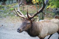 Wapiti &ndash; &copy; Susanne Schirmann (Eberhardt TRAVEL)