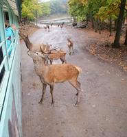 Wapitis im Omega Park. (4) &ndash; &copy; Susanne Schirmann (Eberhardt TRAVEL)